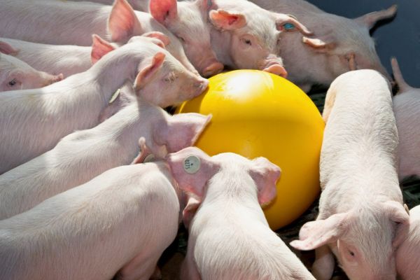 Ferkelball Anti-Stress-Ball