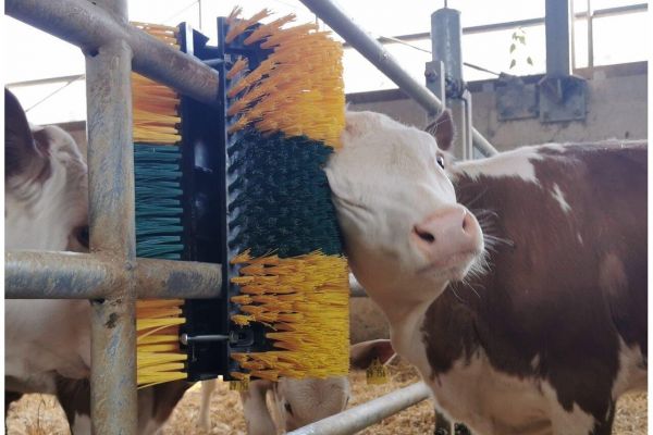 Kratzbürste Multifix, für Wand- und Pfostenmontage