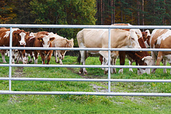 Weidezauntor, verstellbar, Höhe 1,10 m oder 0,90 m