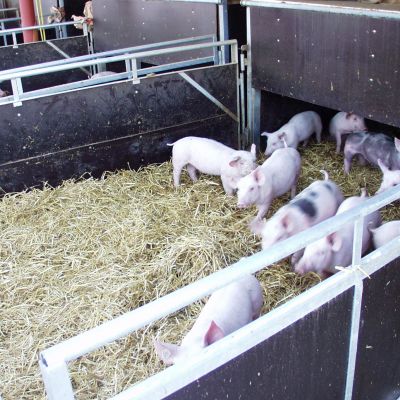 Outdoor-Haltung Schwein - Sündermann