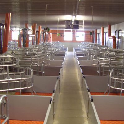 Stalleinrichtung für Schweine - auf einem Bauernhof