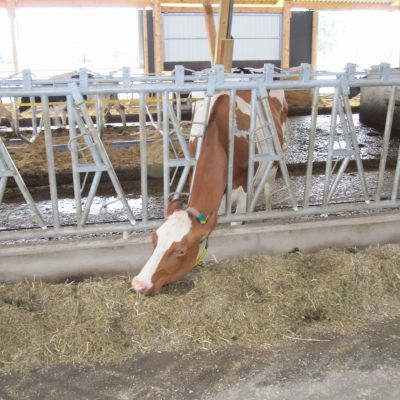 Stalleinrichtung für Kühe - auf einem Bauernhof