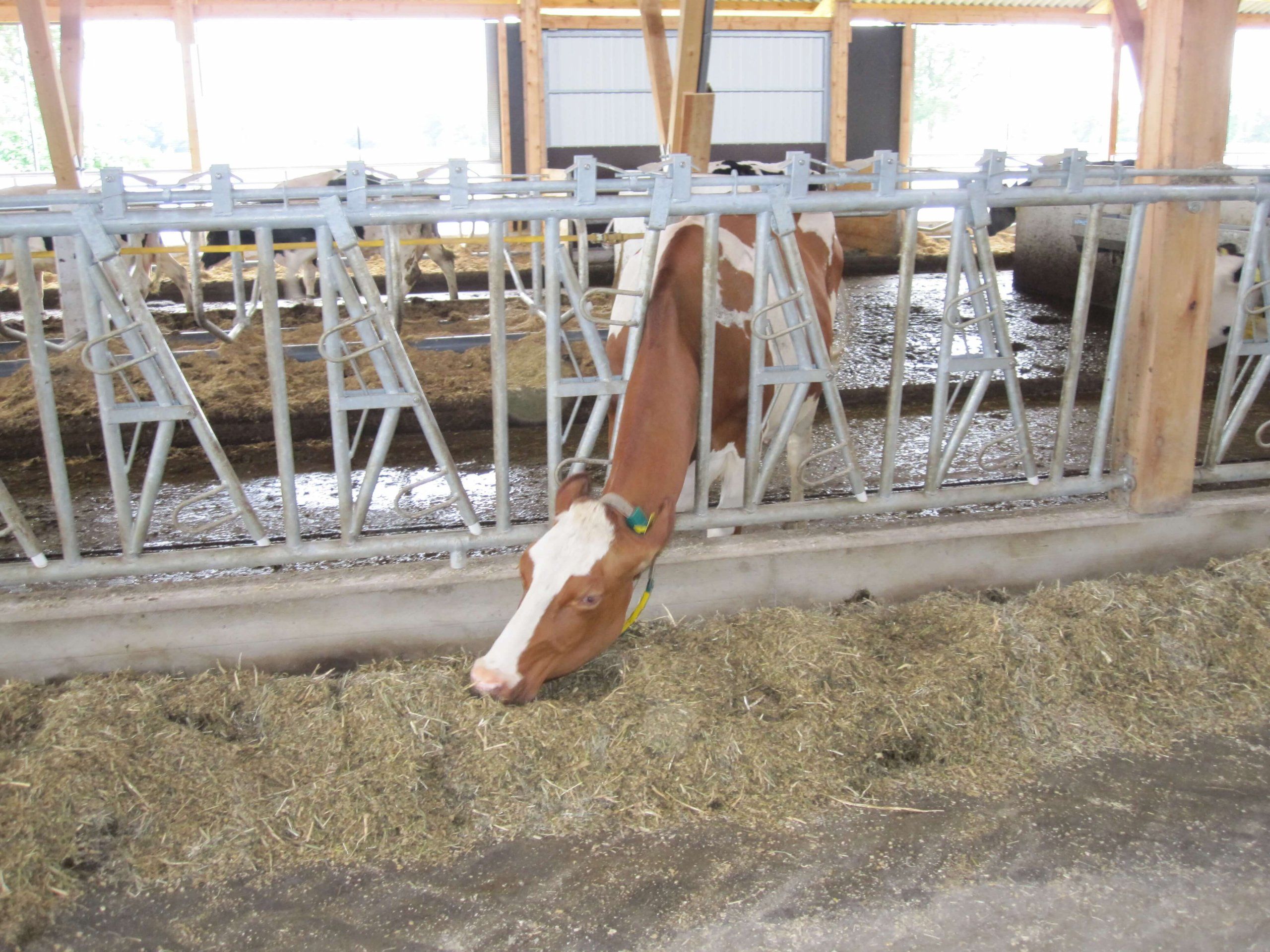 Stalleinrichtung für Kühe in Bassum