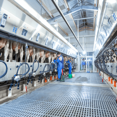 De Laval Melkstandsysteme - in Bassum